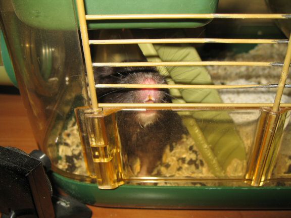 As my hamster Lucy points out: Chores-day is up next...