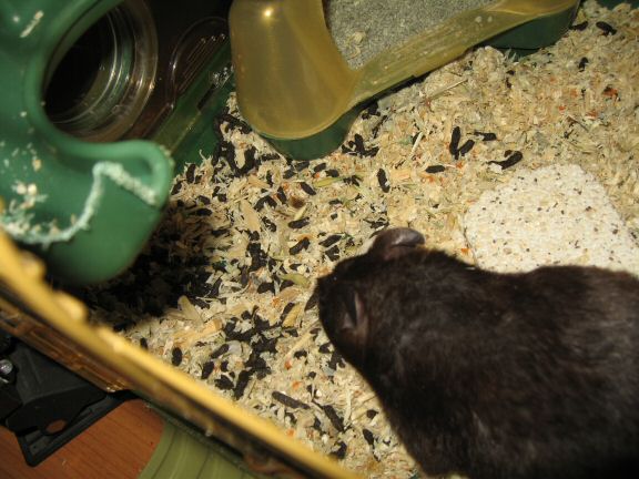 As my hamster Lucy points out: Chores-day is up next...