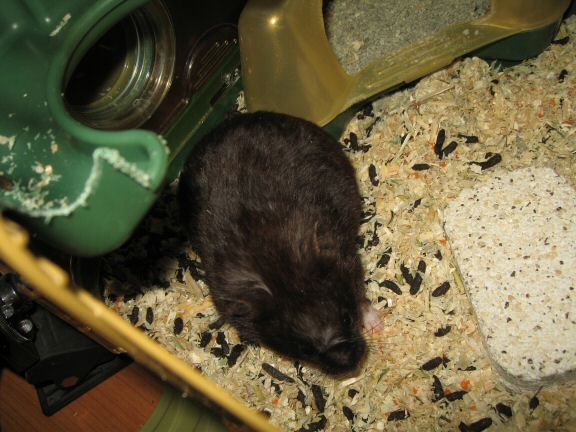 As my hamster Lucy points out: Chores-day is up next...