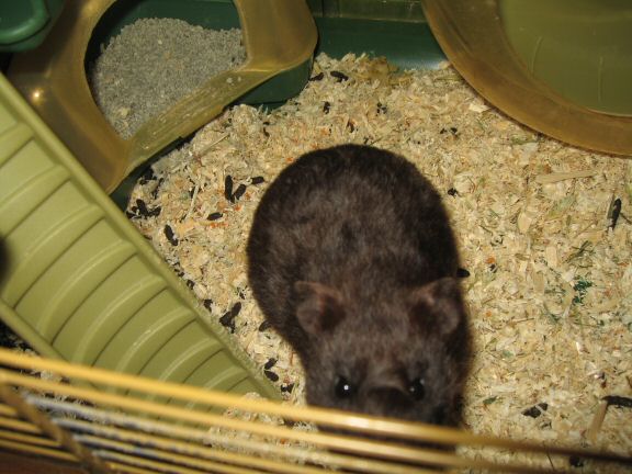 As my hamster Lucy points out: Chores-day is up next...