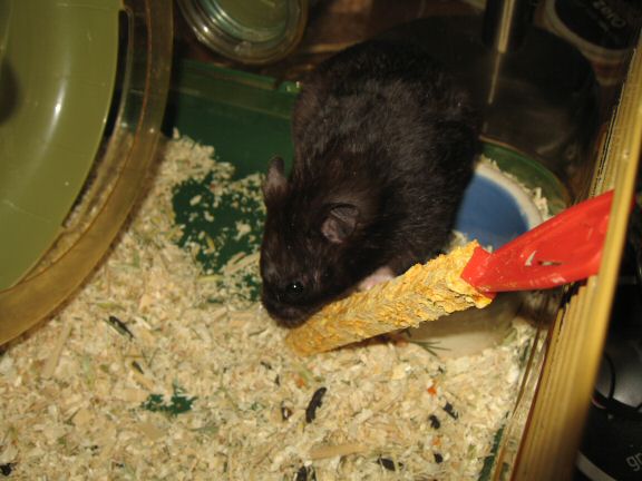 As my hamster Lucy points out: Chores-day is up next...