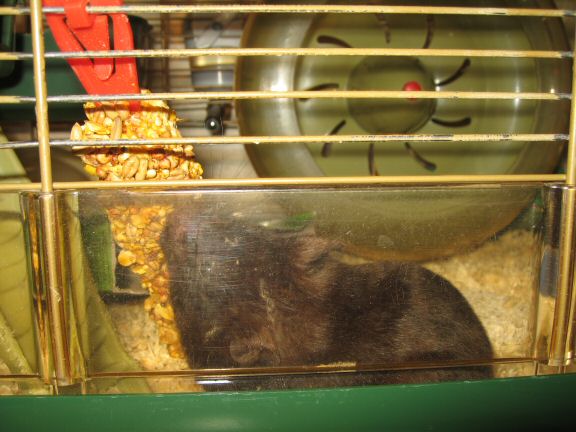 You wouldn't want to be this treat.