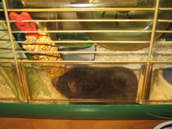 You wouldn't want to be this treat.