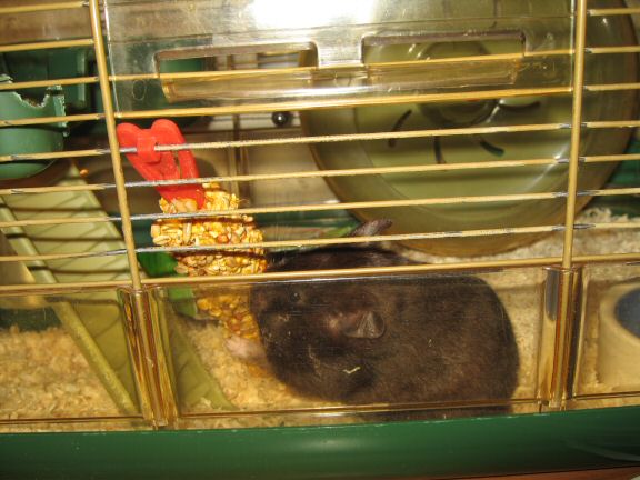 You wouldn't want to be this treat.