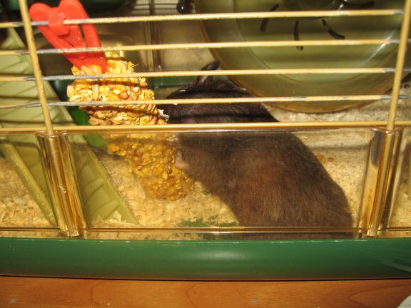 You wouldn't want to be this treat.