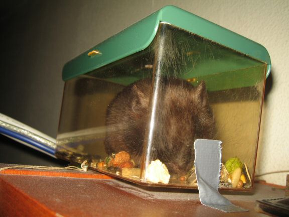 The after party with my hamster Lucy, celebrating our 200 days together!