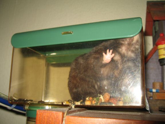 The after party with my hamster Lucy, celebrating our 200 days together!