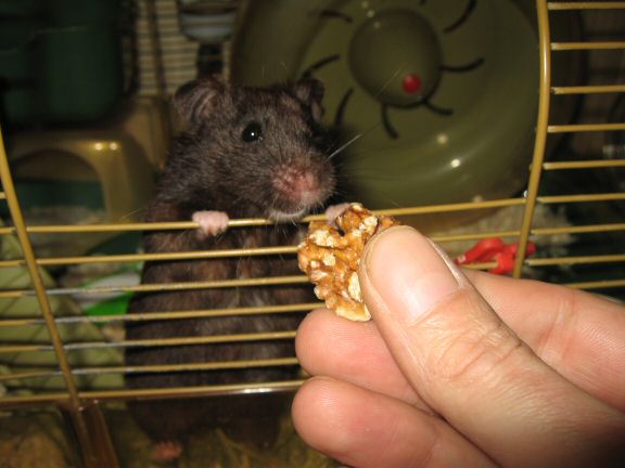 Checking Lucy's Treadmill sensor.