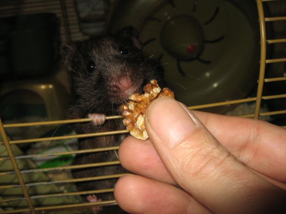 Checking Lucy's Treadmill sensor.