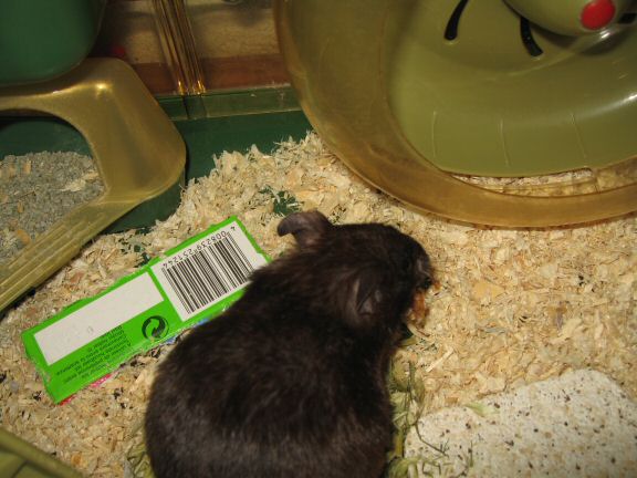 Checking Lucy's Treadmill sensor.