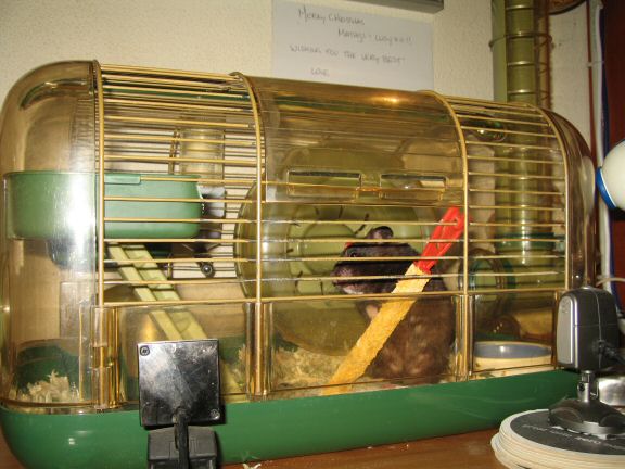 Lucy's Morning Ritual - Reenactment.