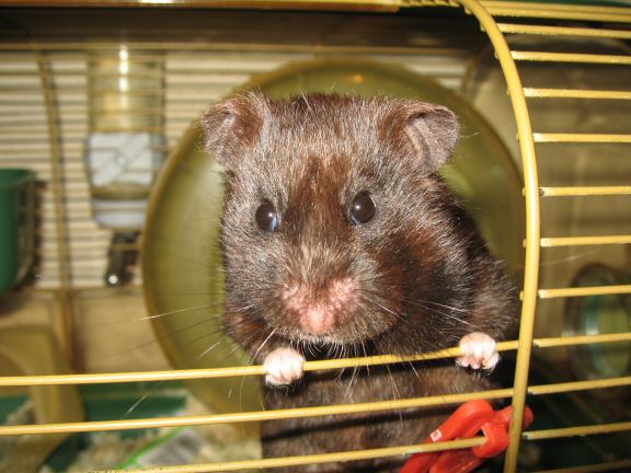 Lucy's Morning Ritual - Reenactment.