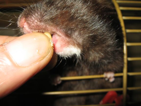 Lucy's Morning Ritual - Reenactment.