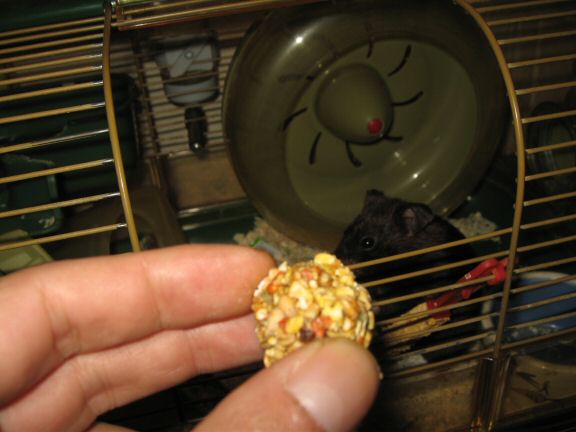 Bowling with my hamster Lucy.