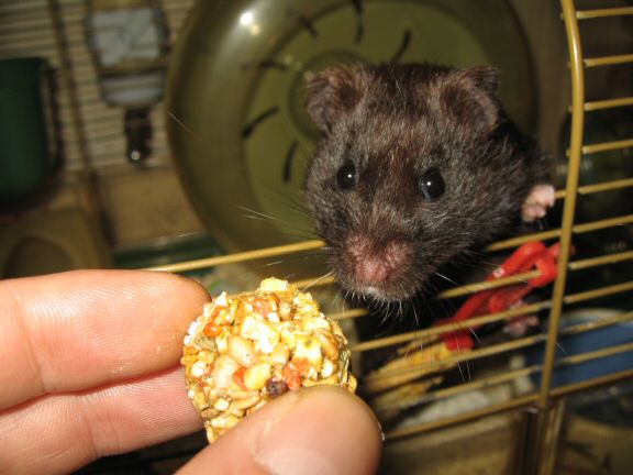 Bowling with my hamster Lucy.