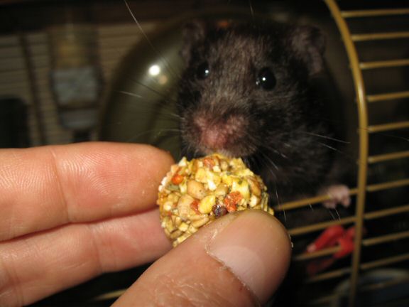 Bowling with my hamster Lucy.
