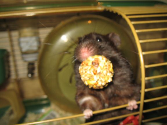 Bowling with my hamster Lucy.