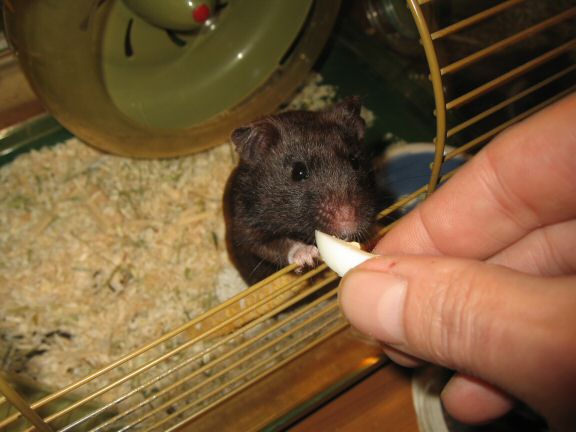 Second Easter Day in the Netherlands with my hamster Lucy.