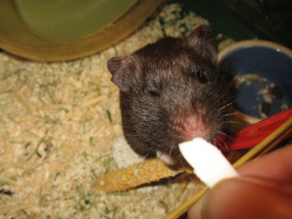 Second Easter Day in the Netherlands with my hamster Lucy.