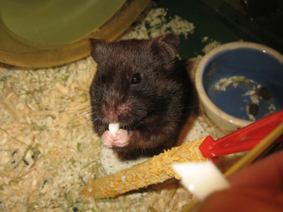 Second Easter Day in the Netherlands with my hamster Lucy.