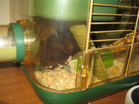 A Cage-clean-chore for my hamster Lucy; Excellently Executed.
