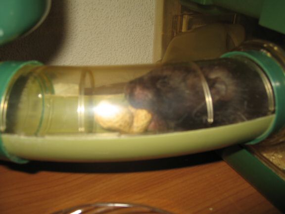 A Cage-clean-chore for my hamster Lucy; Excellently Executed.