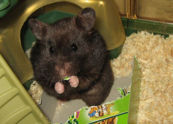 A Cage-clean-chore for my hamster Lucy; Excellently Executed.