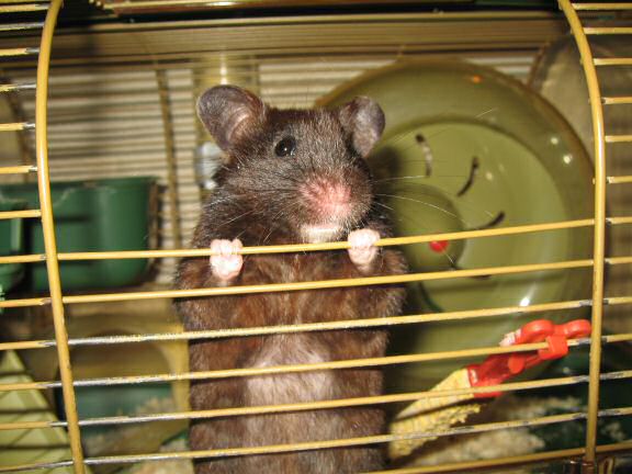 Cute- (and Daily-) Attention Grab, by my hamster Lucy.