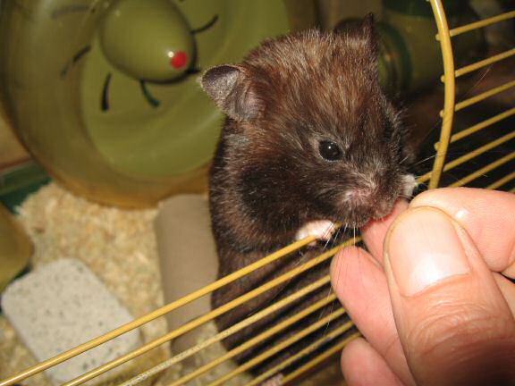 Cute- (and Daily-) Attention Grab, by my hamster Lucy.