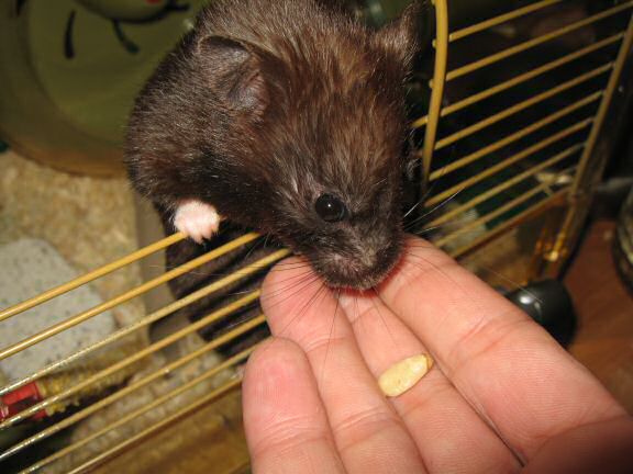 Cute- (and Daily-) Attention Grab, by my hamster Lucy.