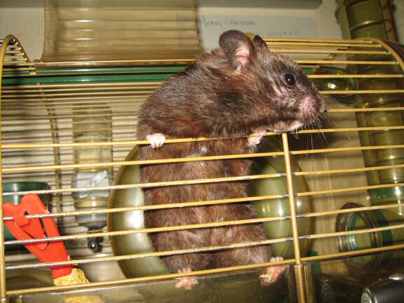 Cute- (and Daily-) Attention Grab, by my hamster Lucy.