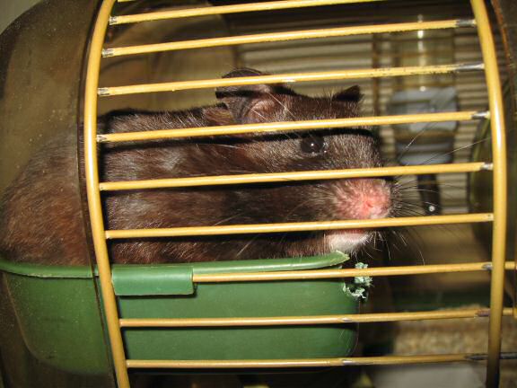 My hamster Lucy's advice on IT-stuff.