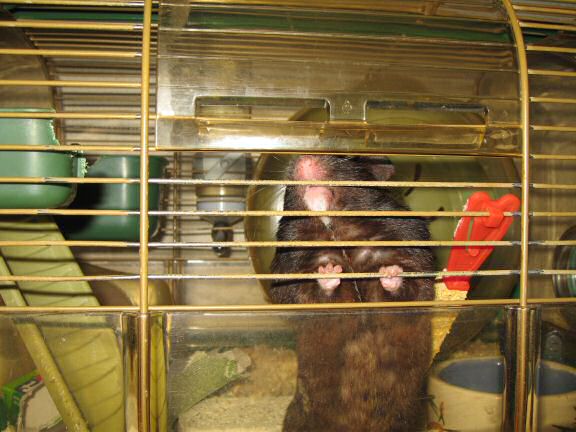 My hamster Lucy's advice on IT-stuff.