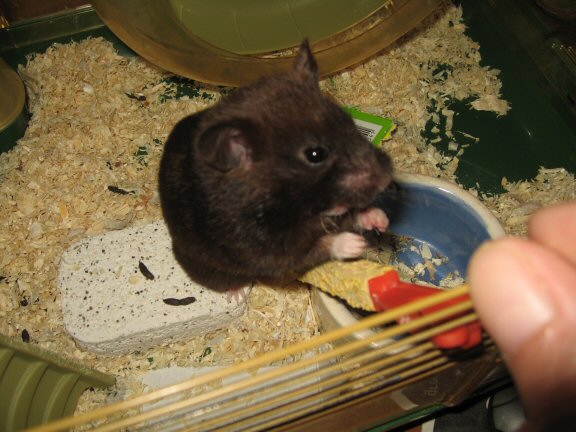 My hamster Lucy's advice on IT-stuff.