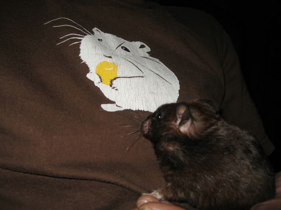 My hamster Lucy's Cultural Experience...