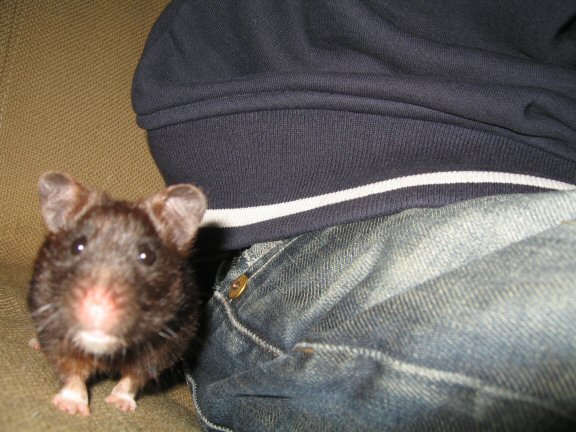 My hamster Lucy's Cultural Experience...