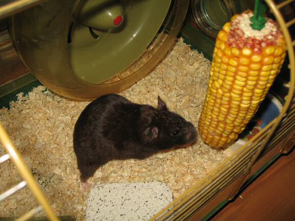 My hamster Lucy's: Corn She Wants = Corn She Gets!