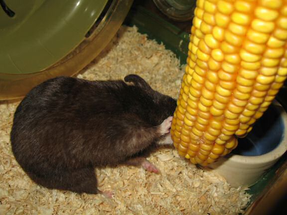 My hamster Lucy's: Corn She Wants = Corn She Gets!