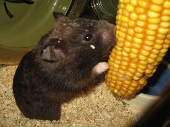 My hamster Lucy's: Corn She Wants = Corn She Gets!
