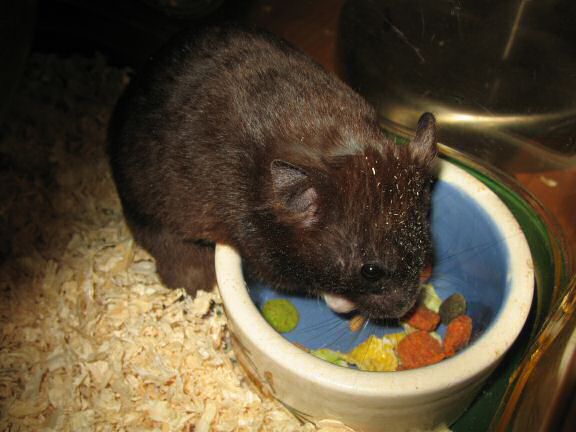 My hamster Lucy's Food Bowl Devour...