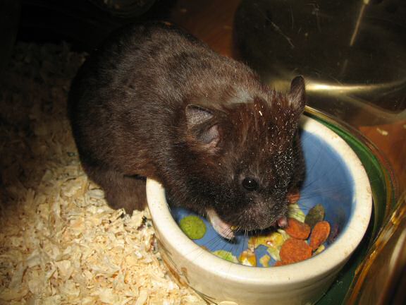 My hamster Lucy's Food Bowl Devour...
