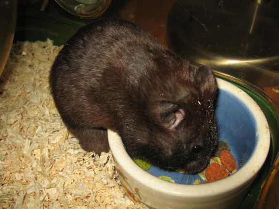 My hamster Lucy's Food Bowl Devour...