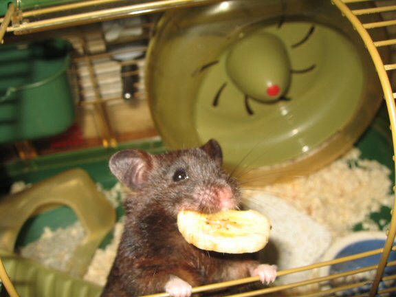 My SWEET hamster Lucy...