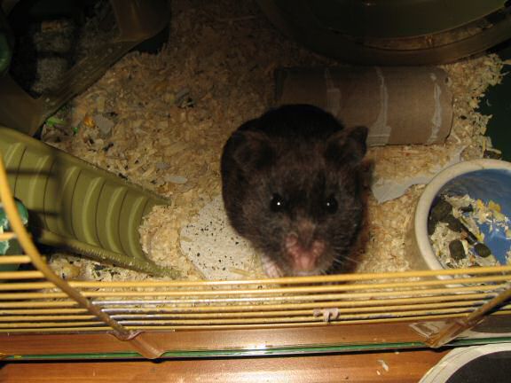 A sign of Life from Lucy at HamsterTracker.com