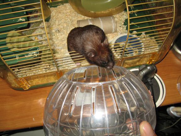 A sign of Life from Lucy at HamsterTracker.com