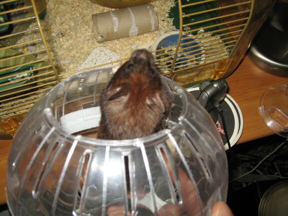 A sign of Life from Lucy at HamsterTracker.com