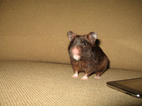 A sign of Life from Lucy at HamsterTracker.com