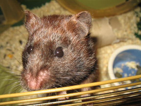 Behind the (backyard) scenes of HamsterTracker.com