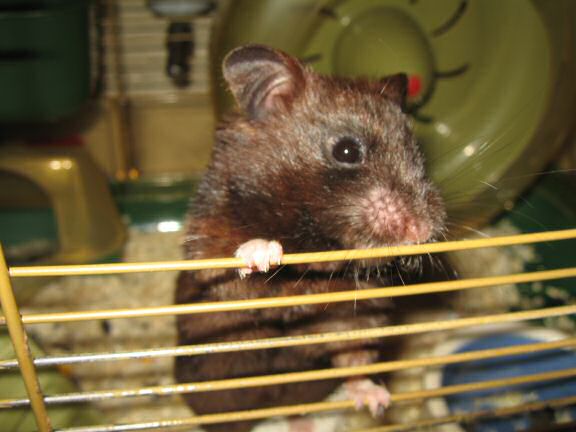 Behind the (backyard) scenes of HamsterTracker.com