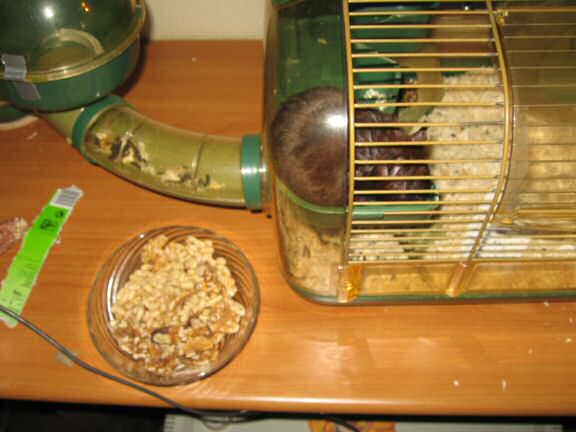 My hamster Lucy's Pine-Seed Treat Feed ...